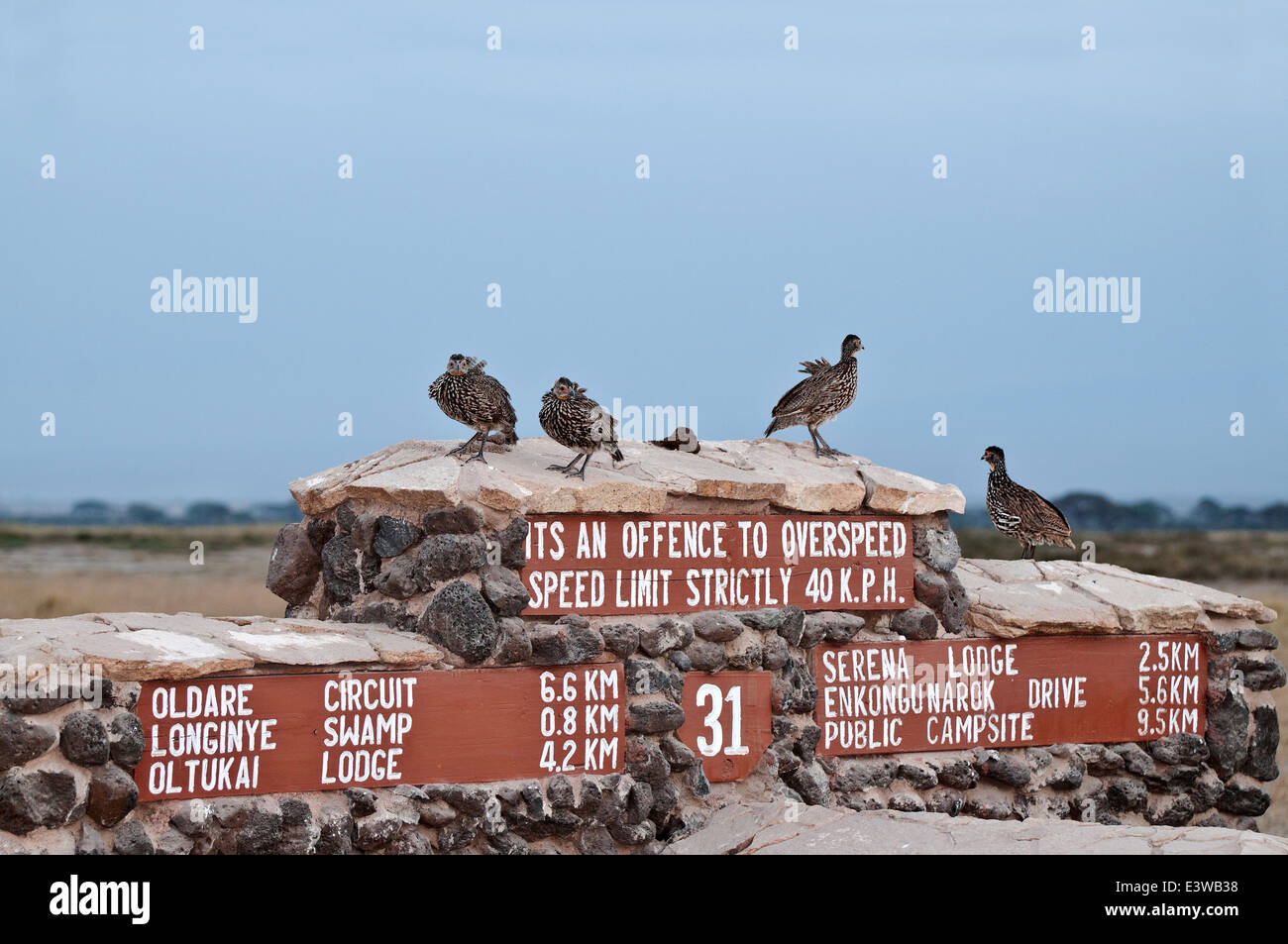 Gelbe Necked Spurfowls thront am Straßenrand Zeichen geben, Entfernungen und Geschwindigkeitsbegrenzung in Amboseli-Nationalpark Kenia Stockfoto