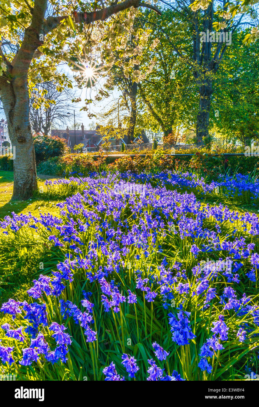 Frühling-Glockenblumen in Litten Gärten, Chichester, West Sussex Stockfoto