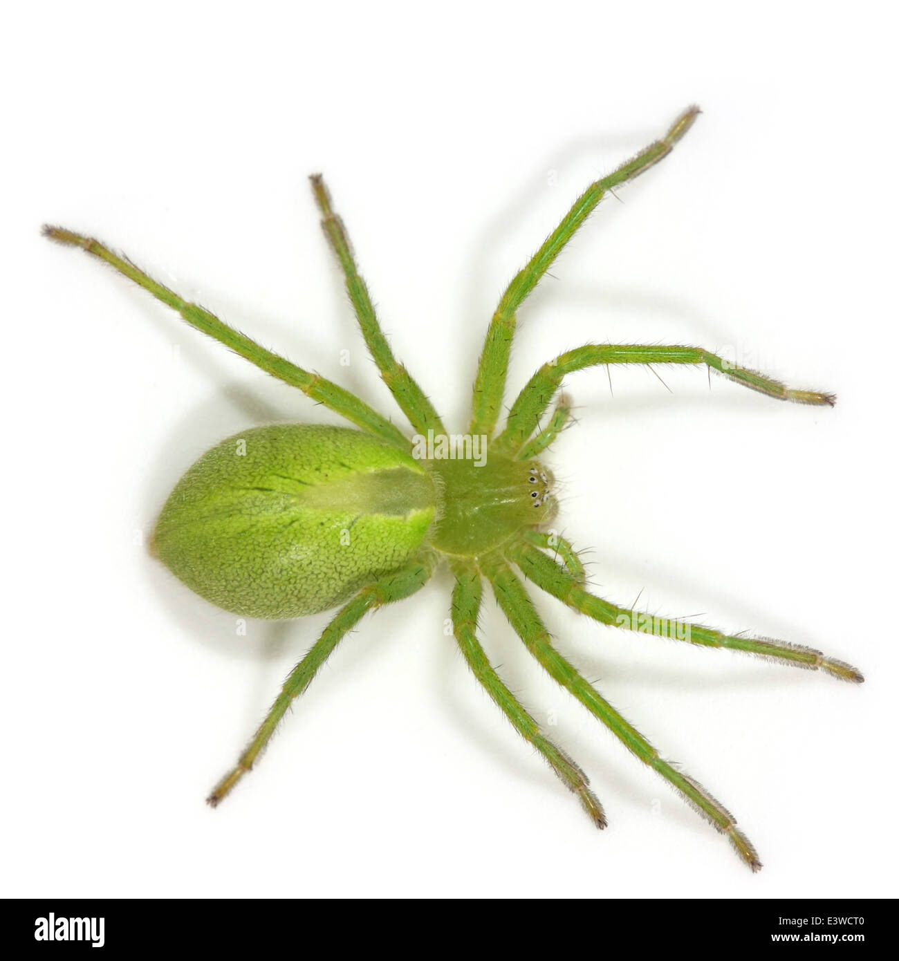 Weibliche grün Huntsman Spider (Micrommata Virescens), Teil der Familie Sparassidae - Riesen Krabben Spinnen. Stockfoto