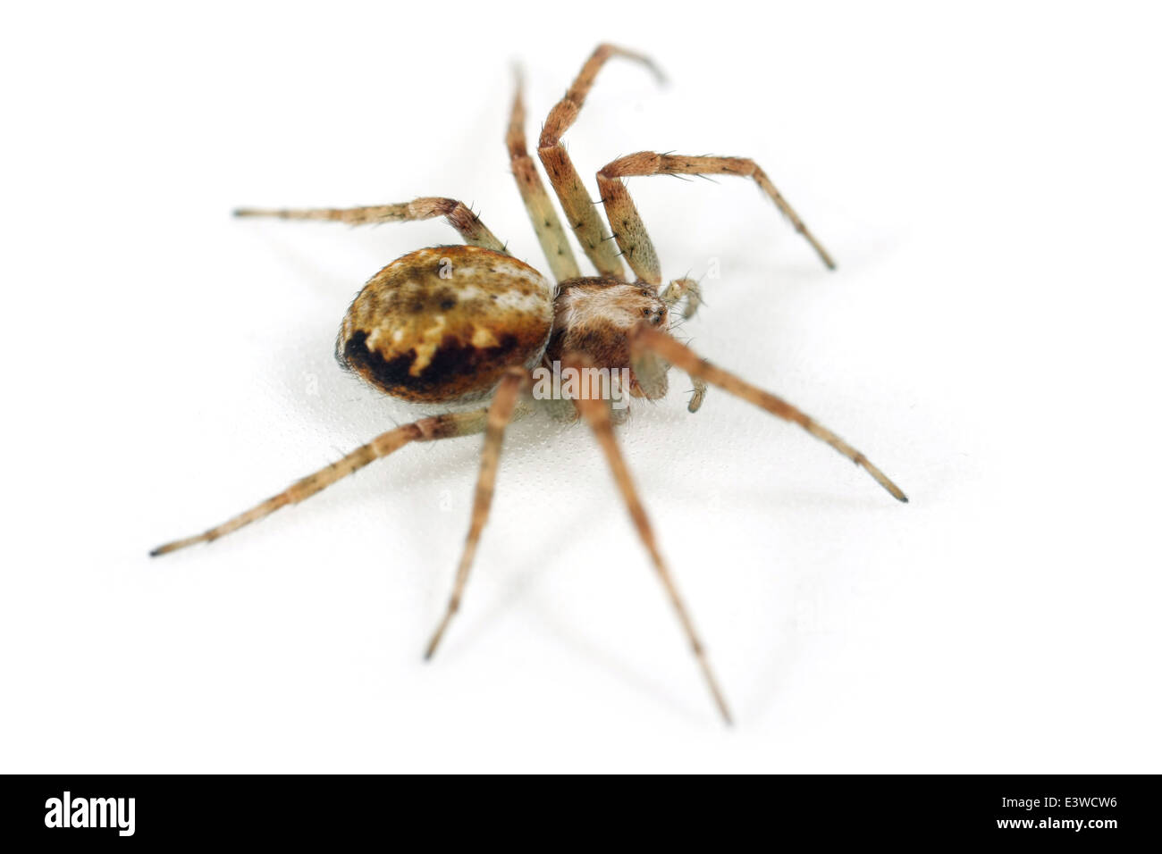 Weibliche Rasen laufen-Spider (Philodromus Cespitum), Teil der Familie Philodromidae - Running Krabben Spinnen. Isoliert auf weiss. Stockfoto