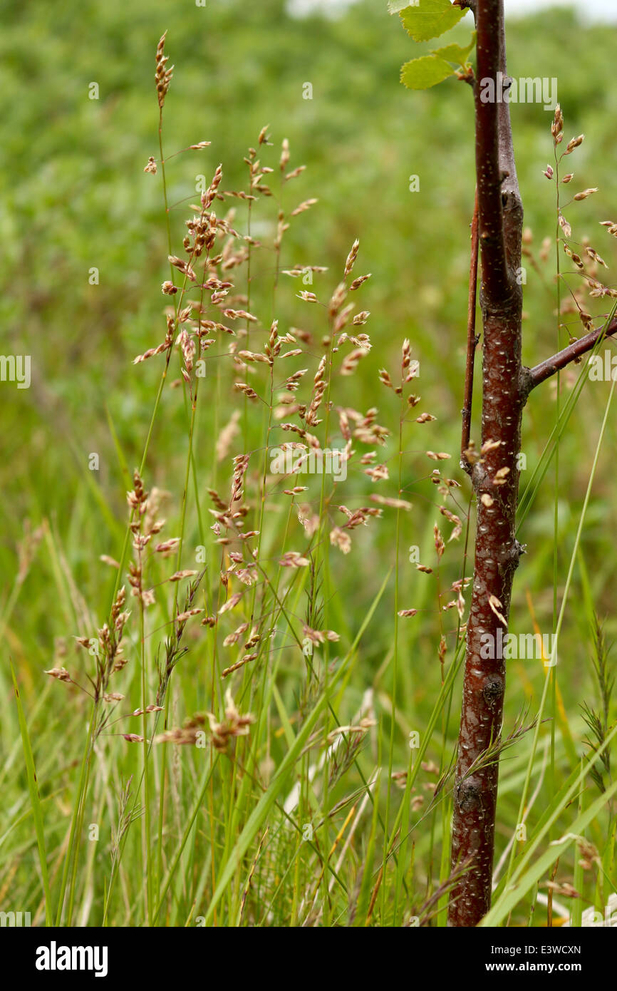 Schwarz-Pappel Bäumchen und Rasen auf Reynifell Island Stockfoto