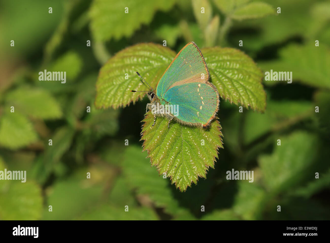 Grüner Zipfelfalter (Callophrys Rubi) Stockfoto