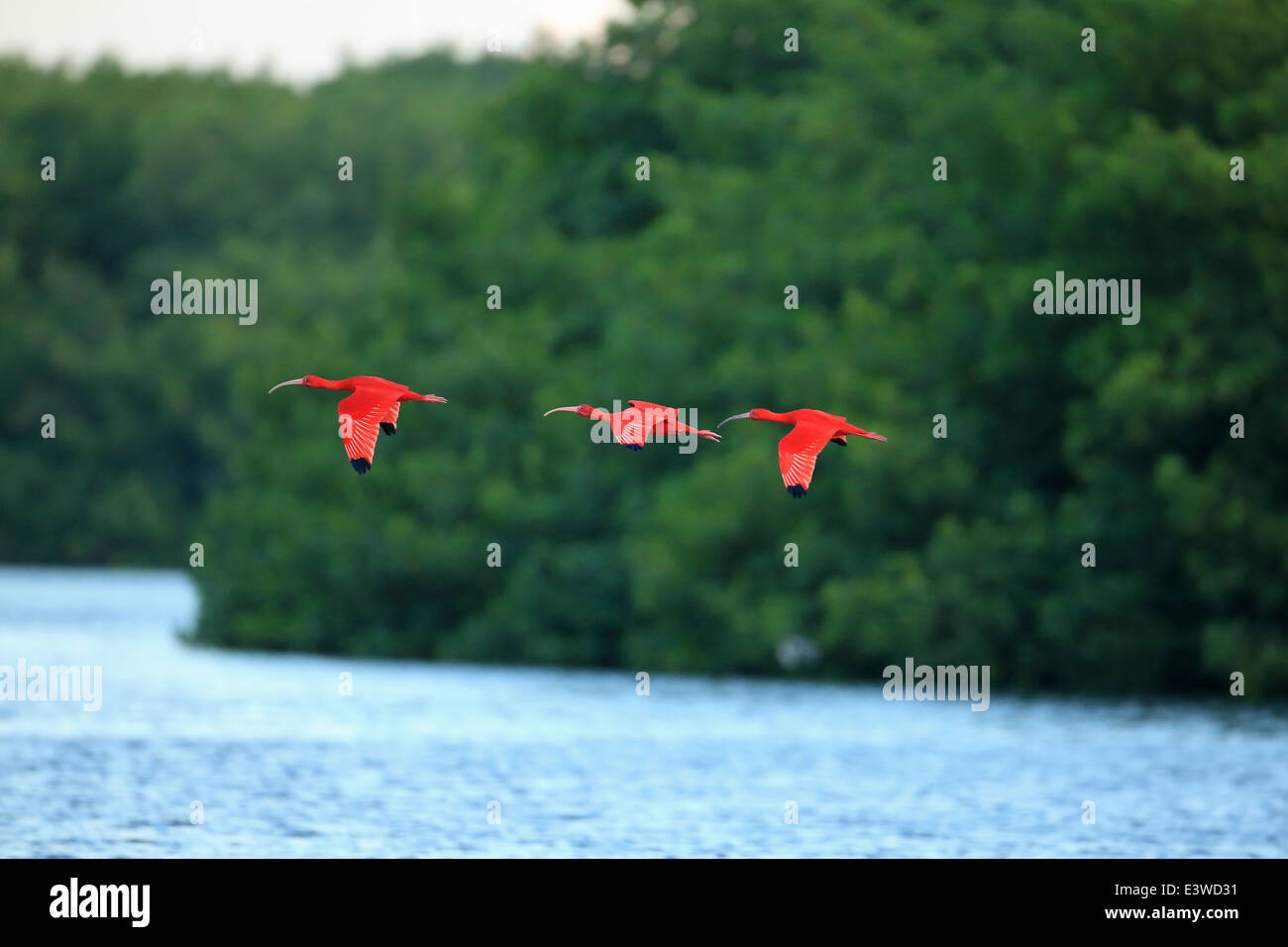 Scarlet Ibis (Eudocimus Kautschuk) Stockfoto