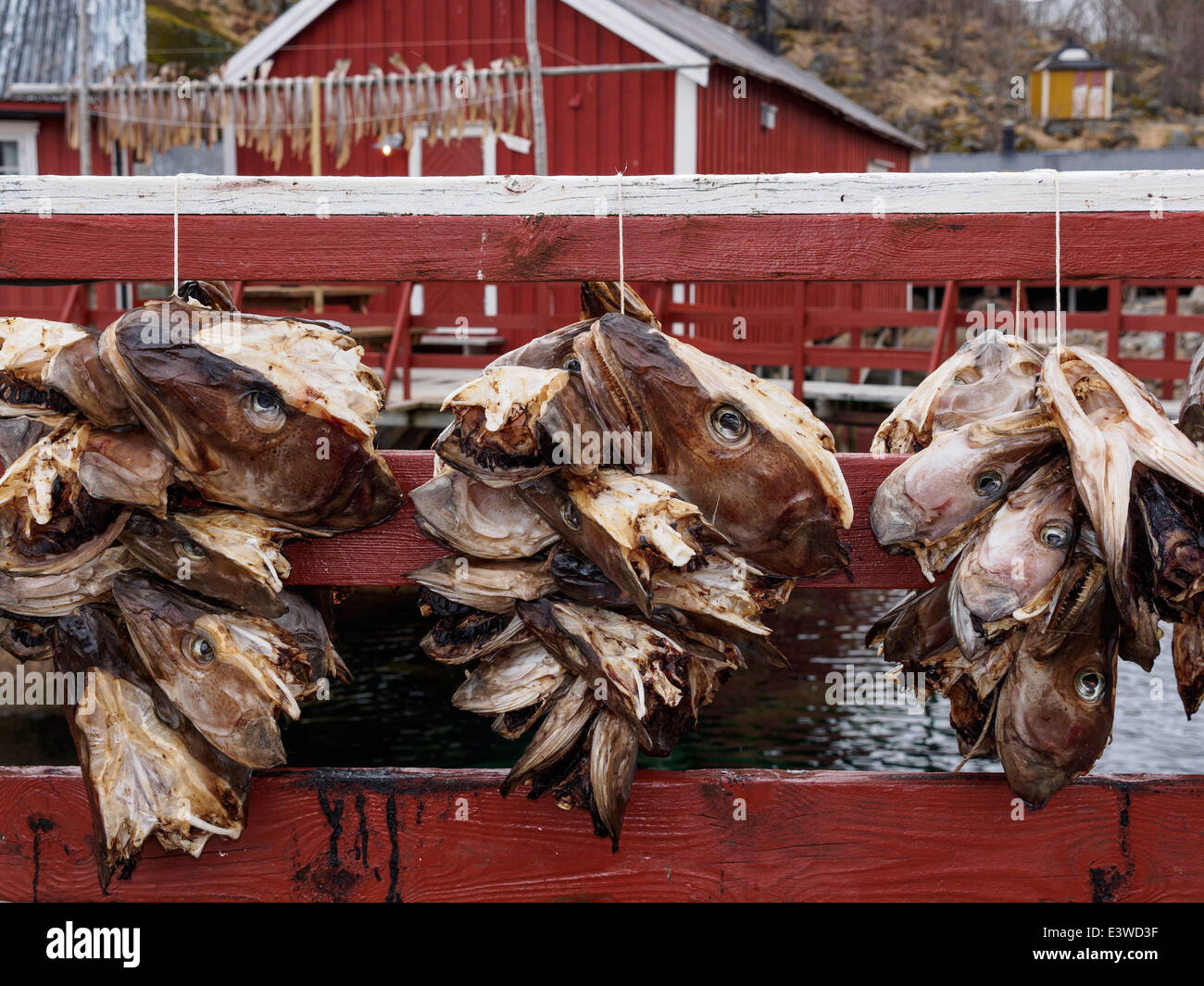 Stockfisch (Kabeljau) Köpfe hängen zum Trocknen in Nusfjord auf den Lofoten in Norwegen. Stockfoto