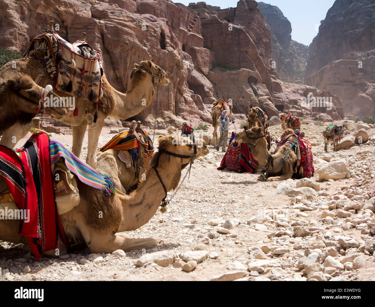 Jordanien, Gefilde, Petra, Kamele warten Touristen eine Fahrt zu geben Stockfoto