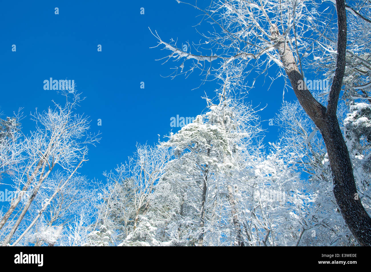 Winter-Eindruck in einem Wald Stockfoto