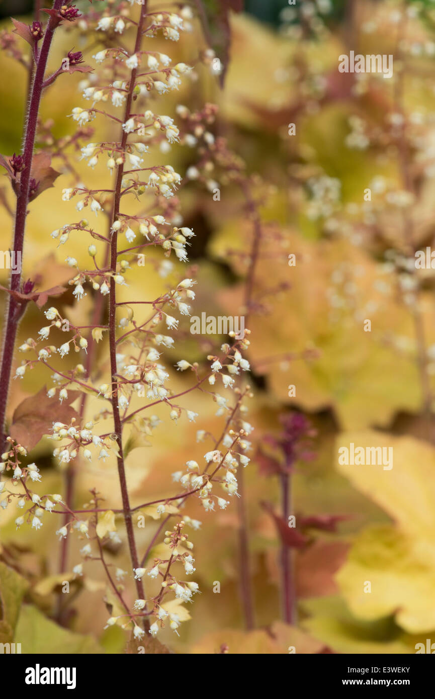 Heucherella Karamell. Ausgefallene Blatt Coral Bells Blüte Stockfoto