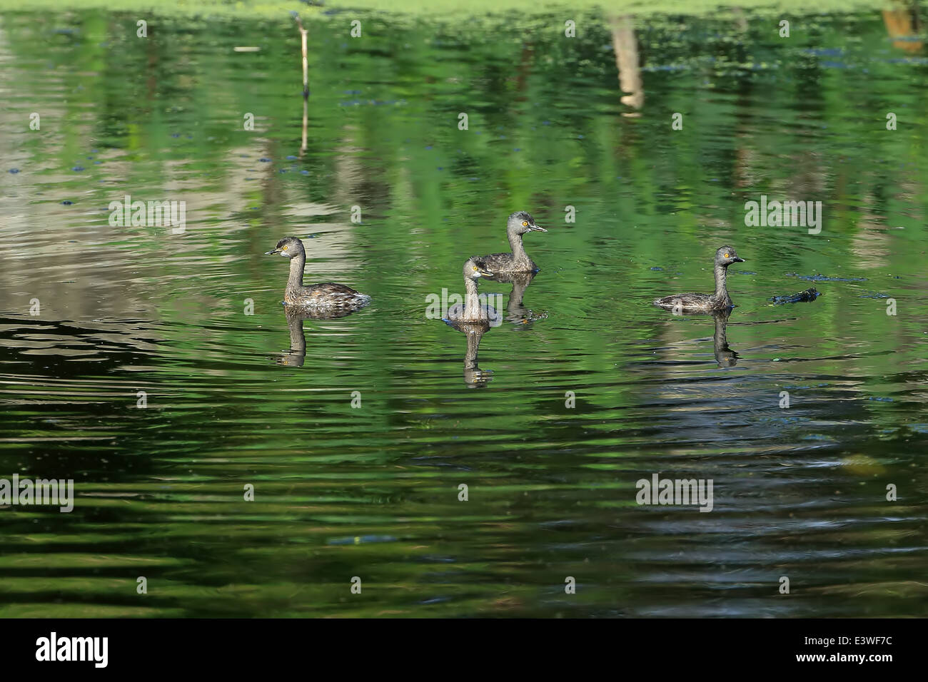 Wenigsten Grebe (Tachybaptus Dominicus) Stockfoto