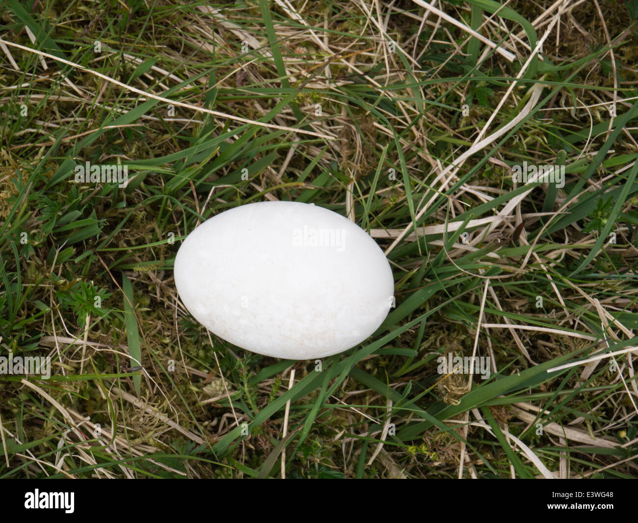 Vordatierte grau Lag Gänseei Stockfoto