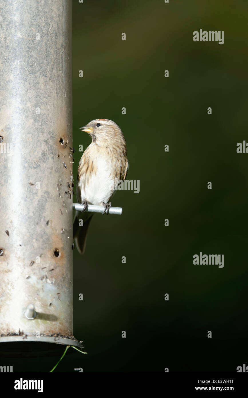 Geringerer Redpoll und ungewöhnlich Besucher ein Garten Feeder. Dieser kleine Fink hat nun roten Status gewährt worden Stockfoto