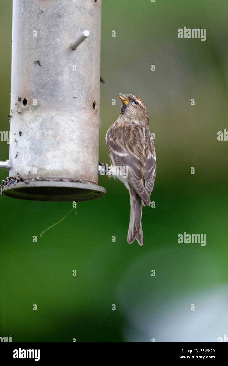 Ein geringerer Redpoll Garten Zubringer zu besuchen. Diese Vögel sind jetzt enthalten, auf der "roten Liste: auf den britischen Inseln Stockfoto