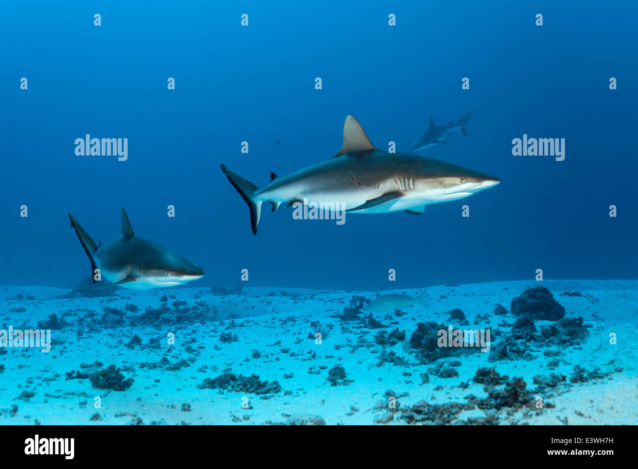 Graue Riffhaie (Carcharhinus Amblyrhynchos) über einen sandigen Meeresgrund, Bora Bora, Leeward-Inseln, Gesellschaftsinseln Stockfoto