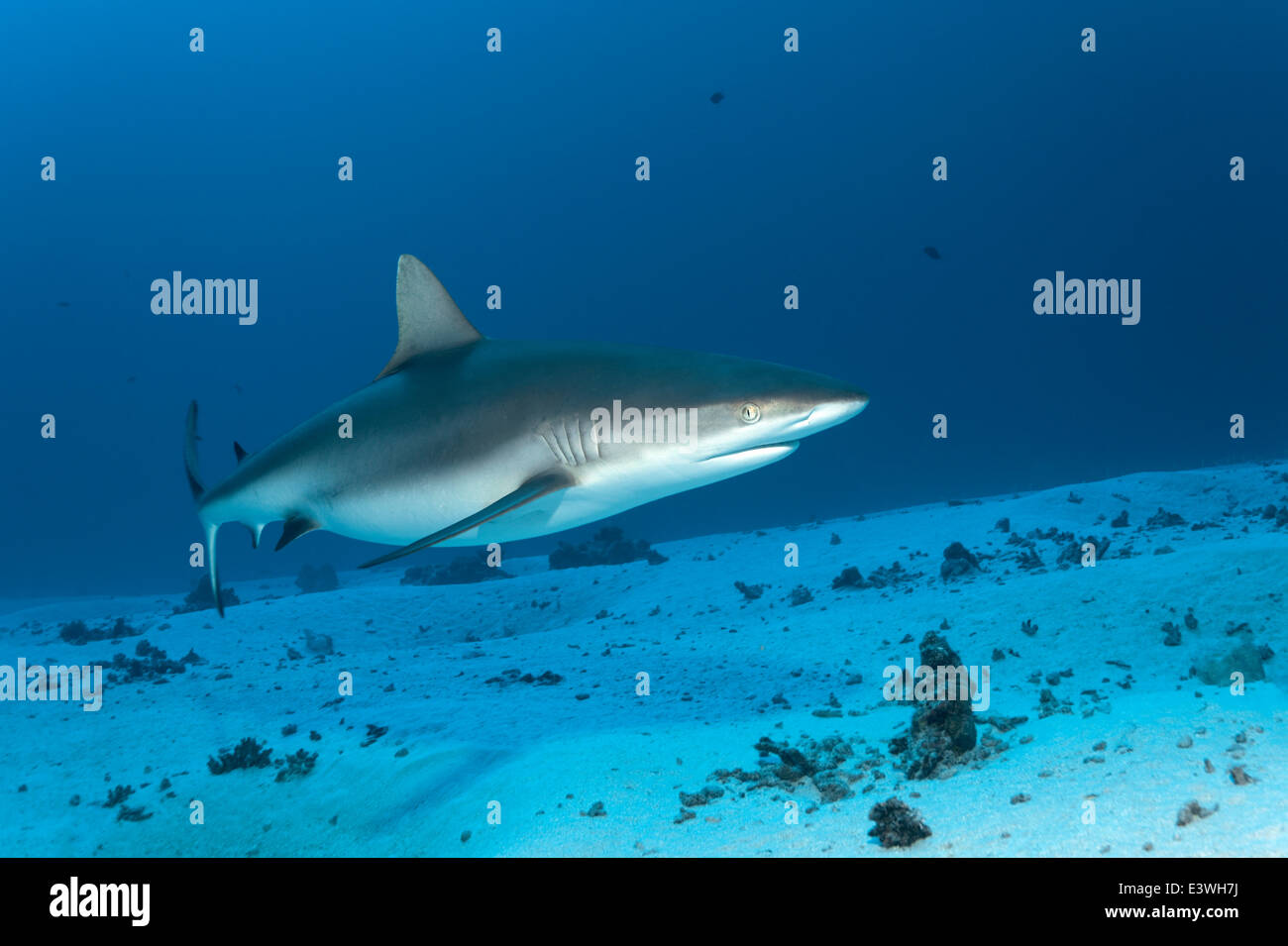 Grauen Riffhai (Carcharhinus Amblyrhynchos) über einen sandigen Meeresgrund, Bora Bora, Leeward-Inseln, Gesellschaftsinseln Stockfoto