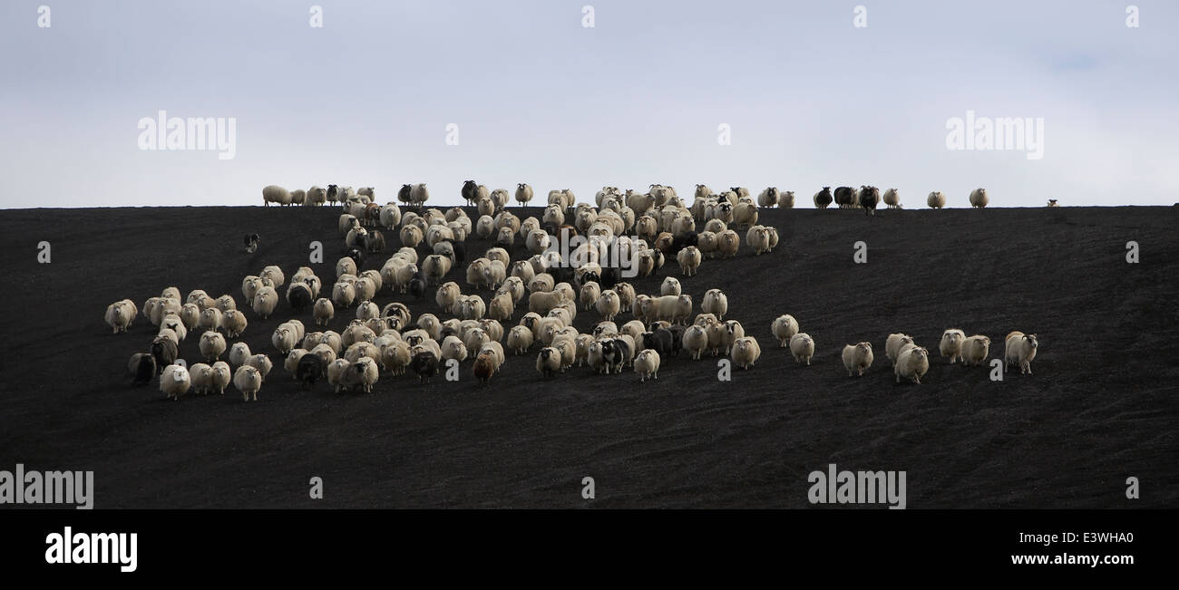 Schaf Aufrundung auf schwarzen Sand, Island Stockfoto
