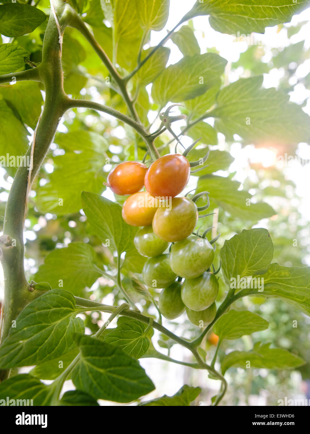 Tomaten wachsen in einem Gewächshaus, Erdwärme, Island Stockfoto