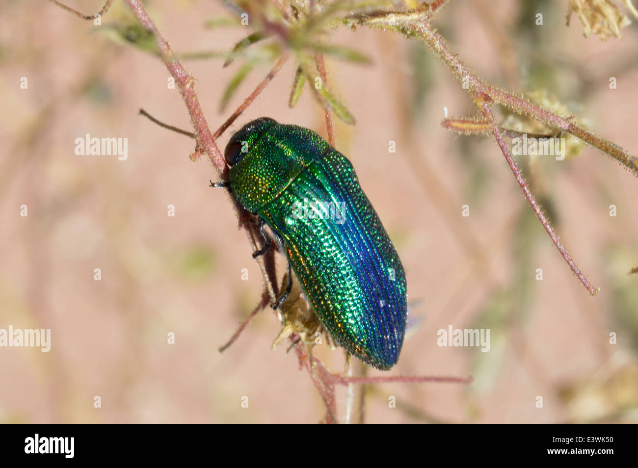 Juwel-Käfer (Acmaeodera Viridaenea: Buprestidae) Namibia Stockfoto