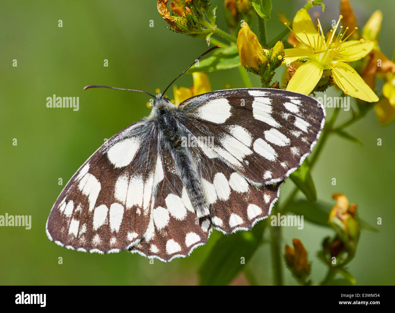 Marmorierte weißer Schmetterling Fütterung auf Johanniskraut. Norbury Park, Mickleham, Surrey, England. Stockfoto