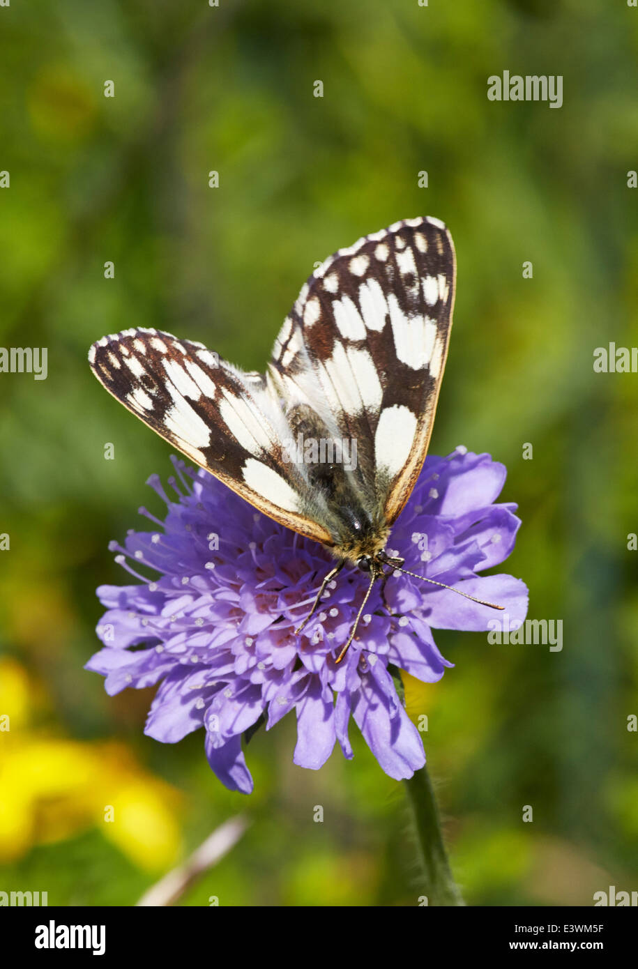 Marmorierte weißer Schmetterling Fütterung auf Devil's Bit Witwenblume. Norbury Park, Mickleham, Surrey, England. Stockfoto