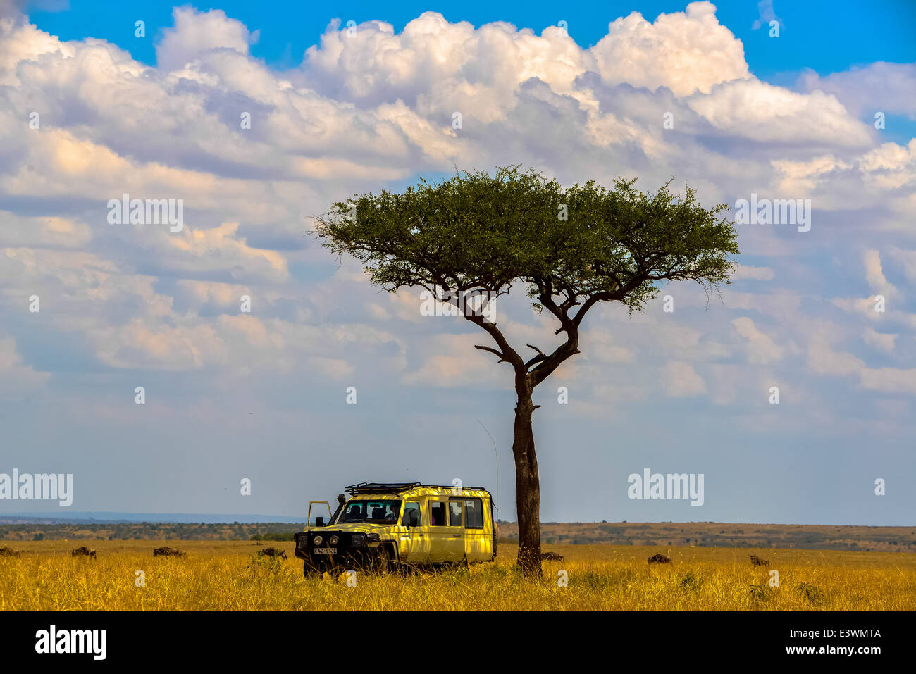 ein Jeep unter einem die Akazie Baum im nationalen wild Park Masai Mara, Kenia Stockfoto