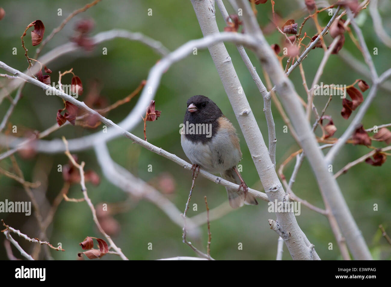 Erwachsener männlicher Junco (Junco hyemalis) neben einem Fluss in der Sierra Nevada, Kalifornien Stockfoto