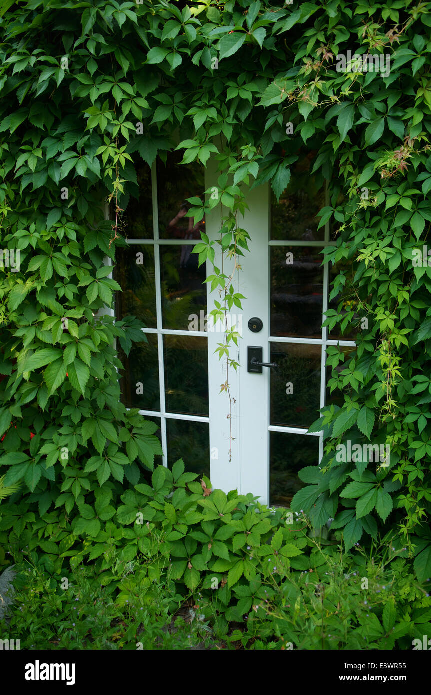 Französische Türen Griff stark nach von Ivy im Auberge du Mange-Grenouille, Bick, Quebec, Kanada. Stockfoto