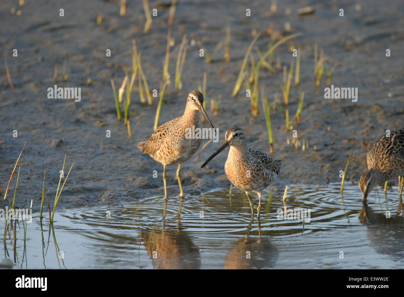 Dowitcher sind Ufervögel, die häufig in Sümpfen wie dem Oregon Coast National Wildlife Refuge Complex (OCNWRC) in der Nähe von Bandon vorkommen. Diese Vögel sind für ihre langen Schellen bekannt und werden oft gesehen, wie sie den Schlamm nach Wirbellosen suchen. Stockfoto