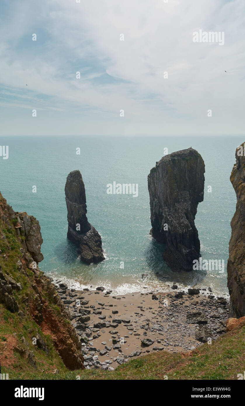 Elegug Stapel, Pembrokeshire, Wales, UK Stockfoto