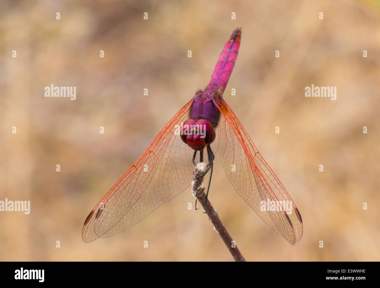ROT GEÄDERTEN DROPWING Dragonfly genommen bei einem Spaziergang durch das Okavango Delta, Botswana im Juni 2014 Stockfoto
