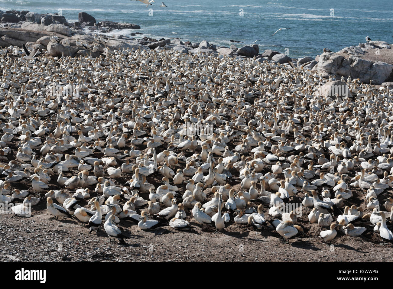 Tölpelkolonie auf Bird Island in Lamberts Bay Stockfoto