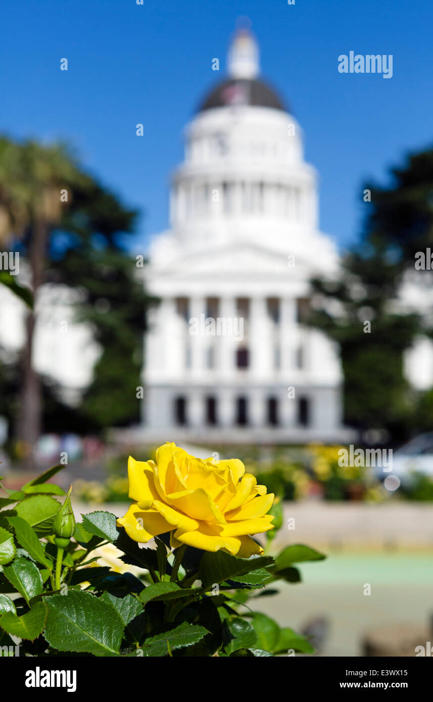 Gelbe Rose vor dem California State Capitol in Sacramento, Kalifornien, USA Stockfoto