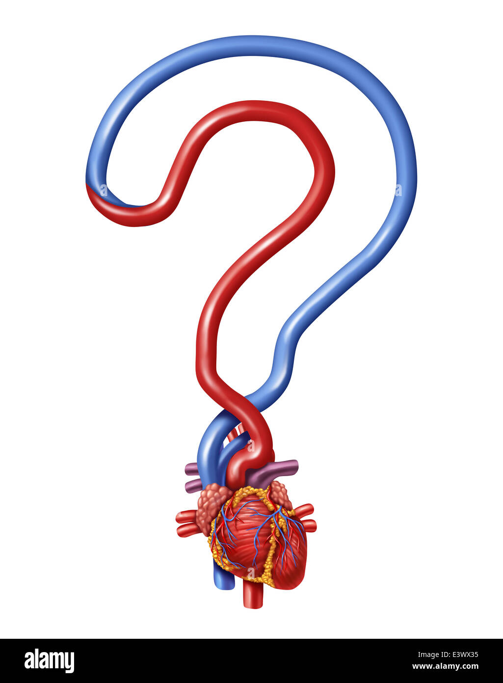 Herz-Fragen als menschliche Anatomie für das Pumpen von Blut geformt wie ein Fragezeichen als Symbol der Gesundheitsinformation und Beratung für Stockfoto