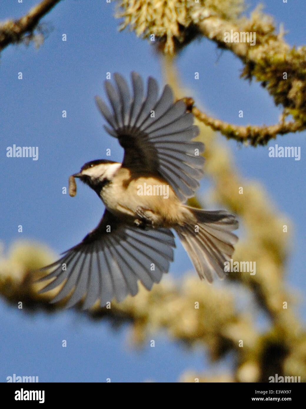 Ein Schwarzer Kater sitzt auf einem Ast mit einem Insekten im Schnabel, was ein typisches Fütterungsverhalten zeigt. Dieser kleine singvogel ist in den nordamerikanischen Wäldern verbreitet und bekannt für seine Anpassungsfähigkeit und seinen ausgeprägten Ruf. Stockfoto