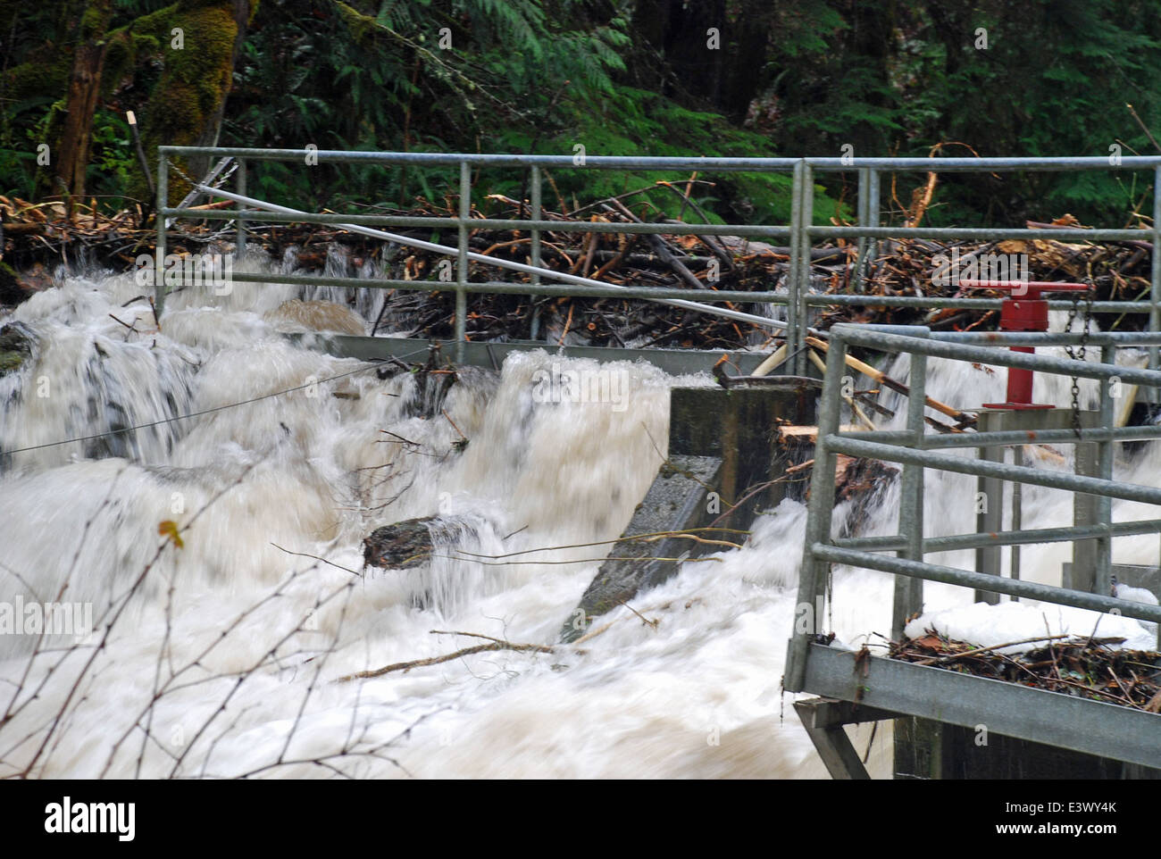 Am 20. November 2009 erlebte der Penny Creek Überschwemmungen, die die Wasseraufnahme der Quilcene National Fish Hatchery im Jefferson County, Washington, beeinträchtigten. Der U.S. Fish and Wildlife Service reagierte auf die Veranstaltung, um eine minimale Unterbrechung der Brüterei zu gewährleisten. Die Überschwemmungen ereigneten sich auf der Olympic Peninsula im Staat Washington. Stockfoto