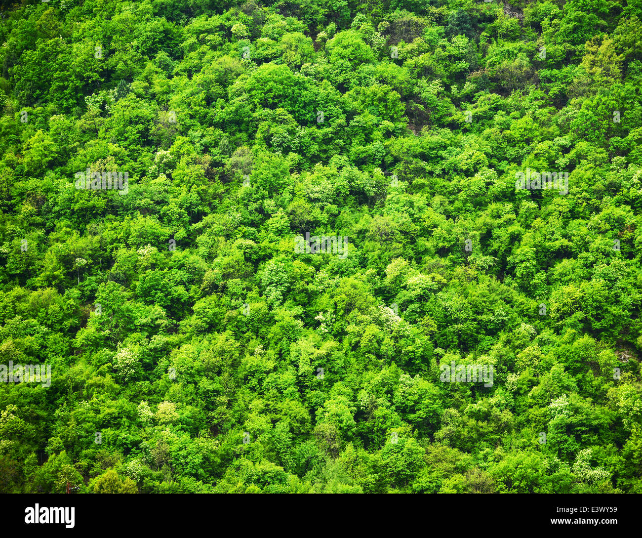 Grünen Wald Stockfoto
