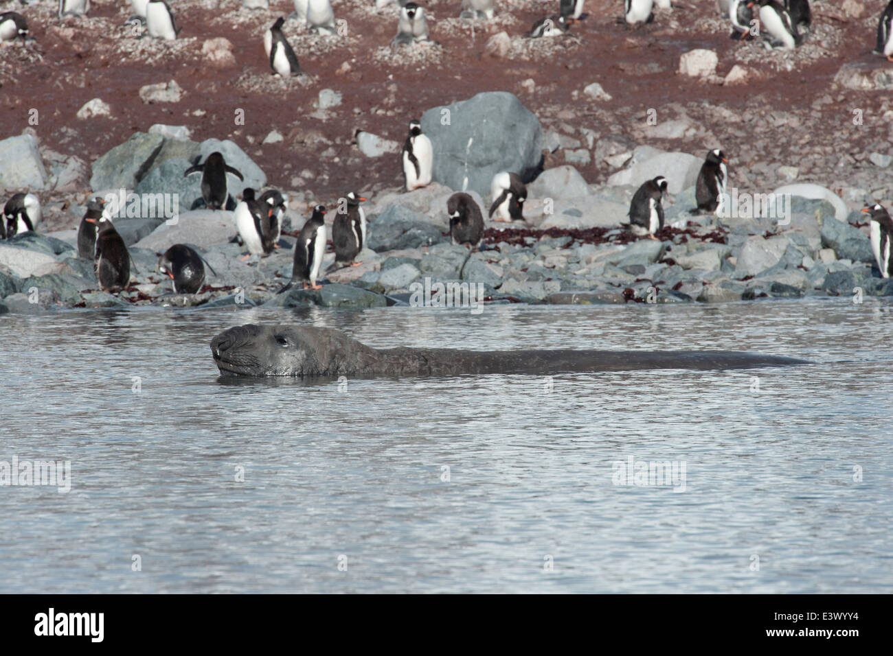 Schwelgen männlichen südlichen See-Elefanten (Mirounga Leonina), Hannah Point, Antarktis Stockfoto