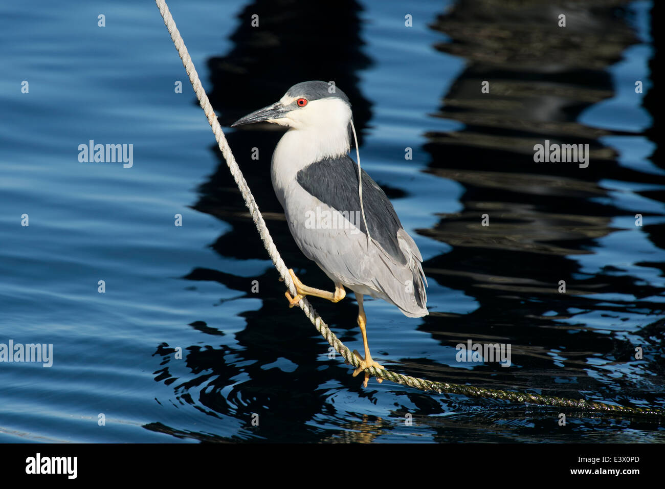Schwarz-gekrönter Nachtreiher, Nycticorax Nycticorax, Monterey, Kalifornien, Pacific Ocean. Stockfoto