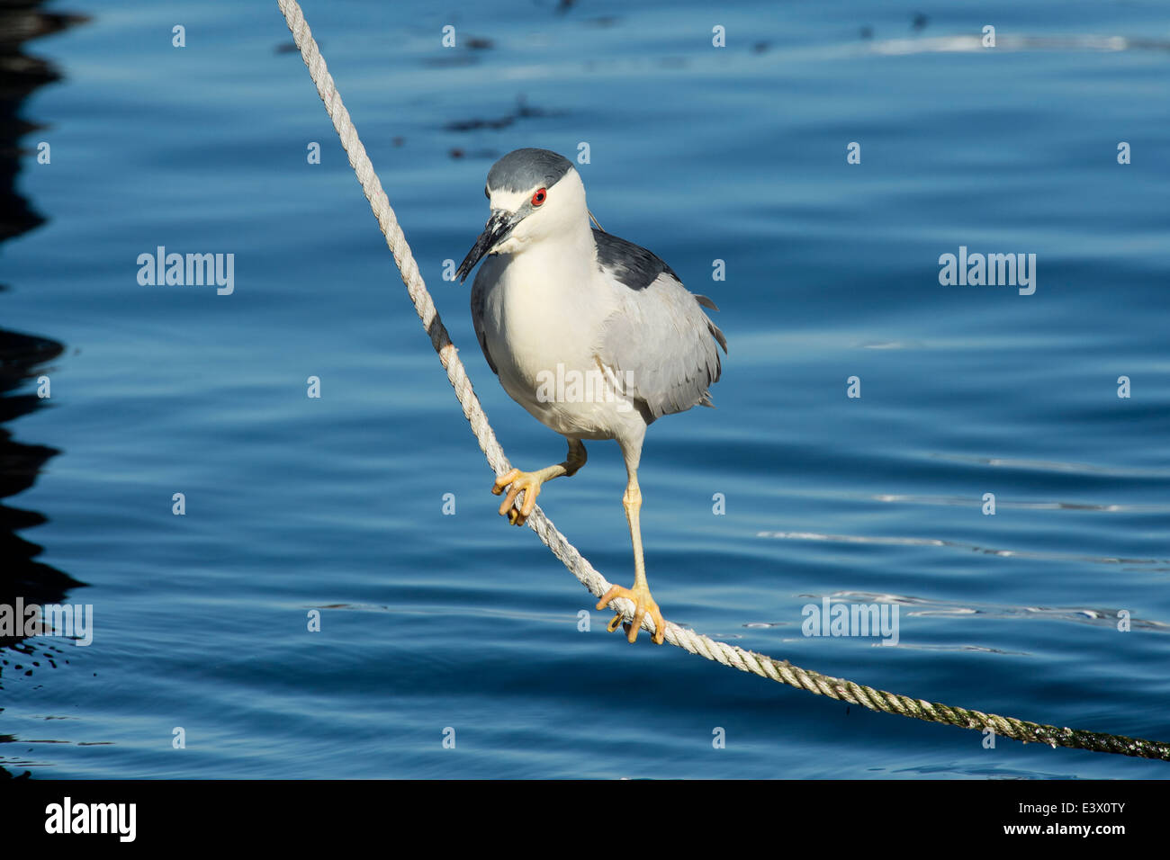 Schwarz-gekrönter Nachtreiher, Nycticorax Nycticorax, Monterey, Kalifornien, Pacific Ocean. Stockfoto