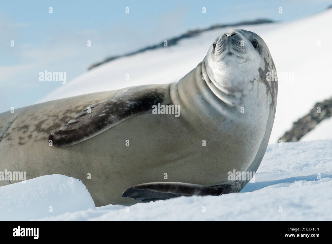 Krabbenfresserrobbe Dichtung, Lobodon Carcinophagus, ruht auf einem Eisberg mit Berg im Hintergrund. Antarktische Halbinsel. Stockfoto