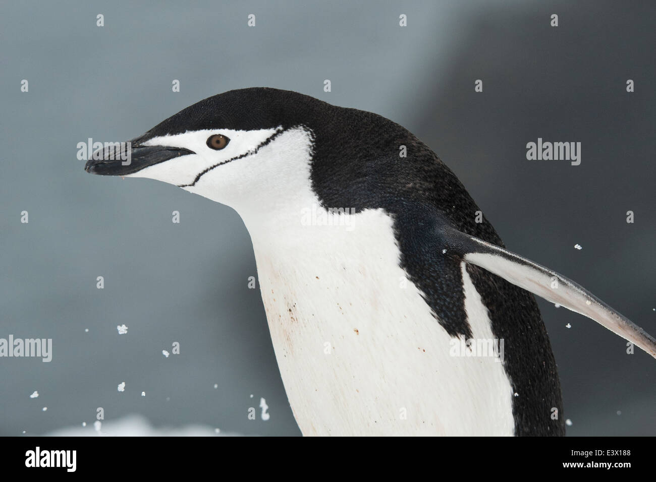 Kinnriemen Pinguin Porträt (Pygoscelis Antarcticus). Half Moon Island, Süd-Shetland-Inseln. Stockfoto