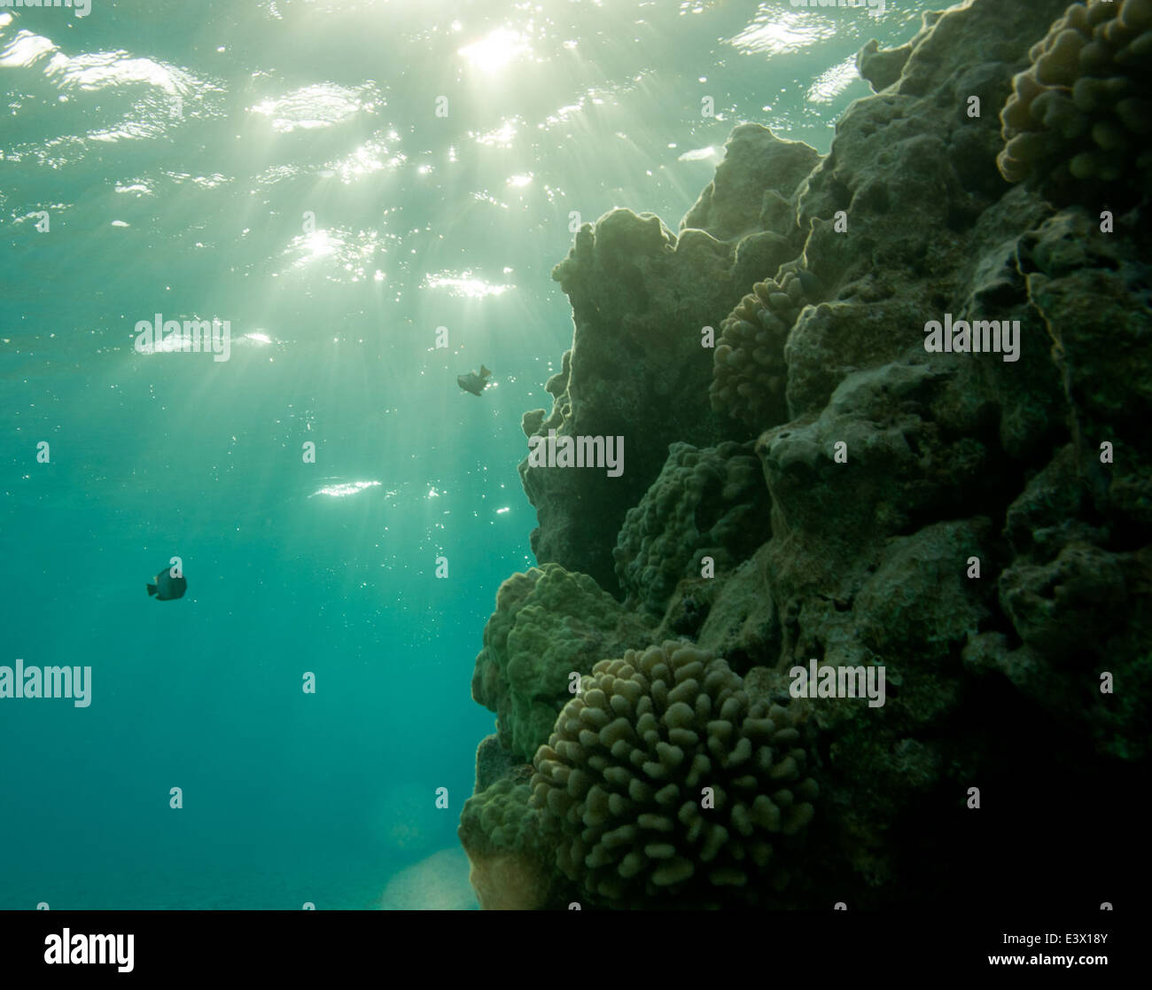 Sonnenaufgang am Korallenriff, Shark Island, Französisch Frigate Shoals Stockfoto