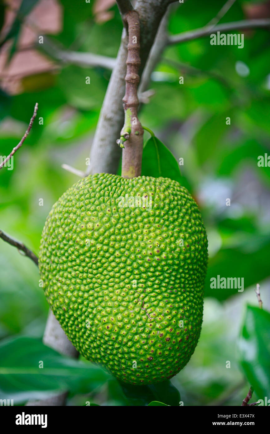 Jackfrucht Stockfoto