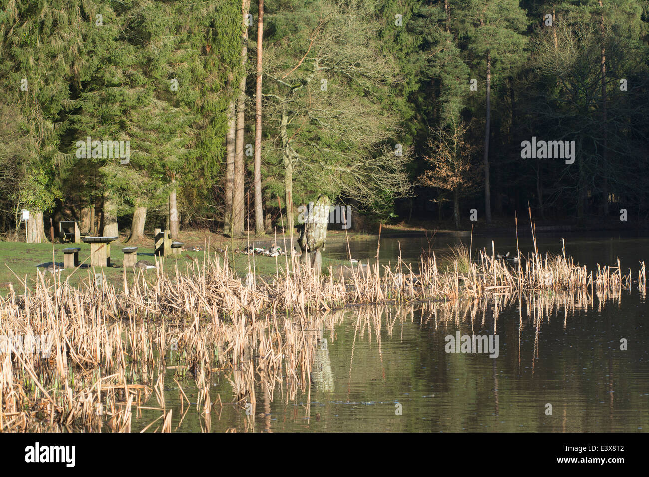 Stockente Pike See im Forest of Dean Stockfoto