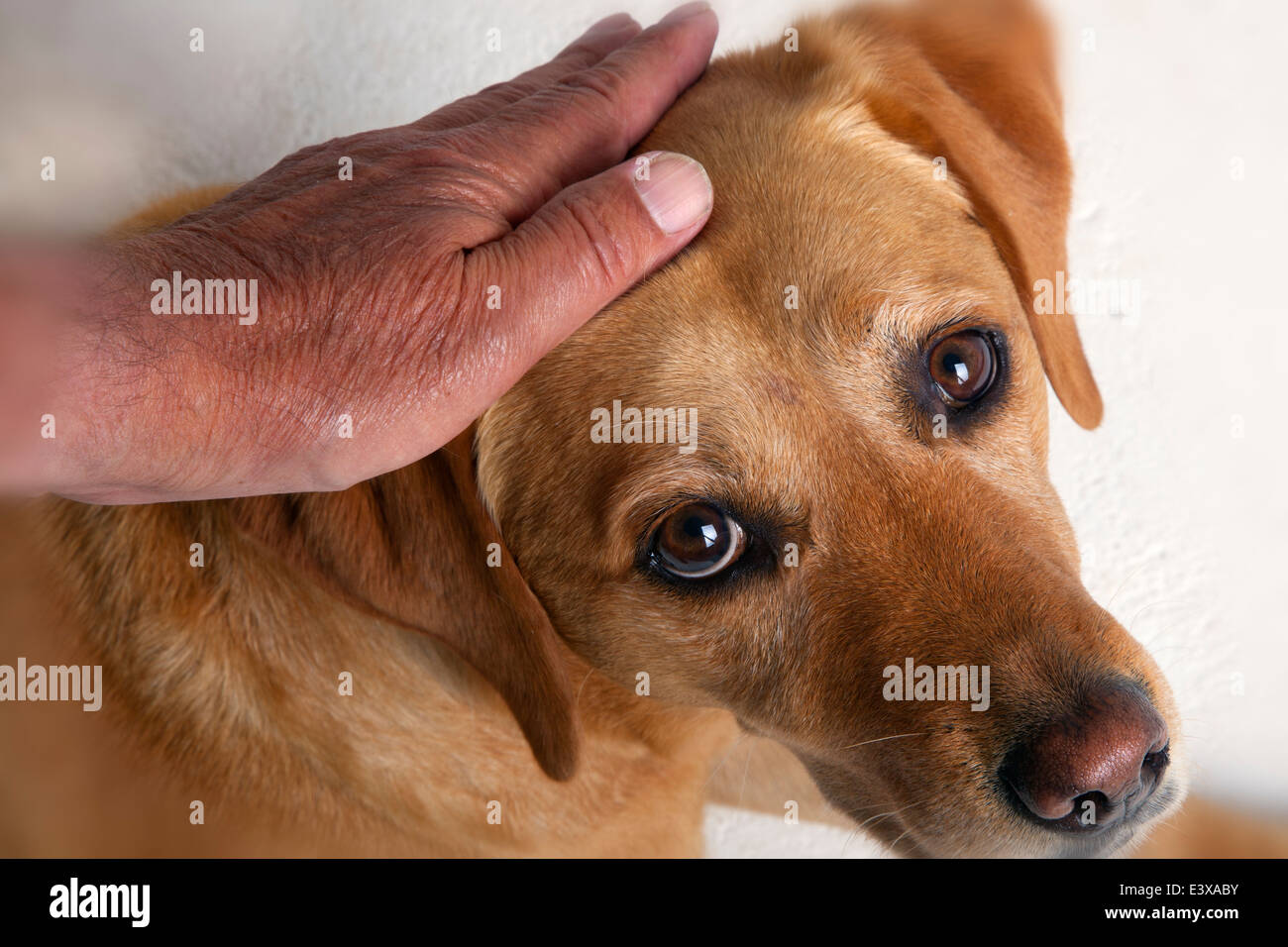 Gelber Labrador-Portrait und menschliche hand Stockfoto