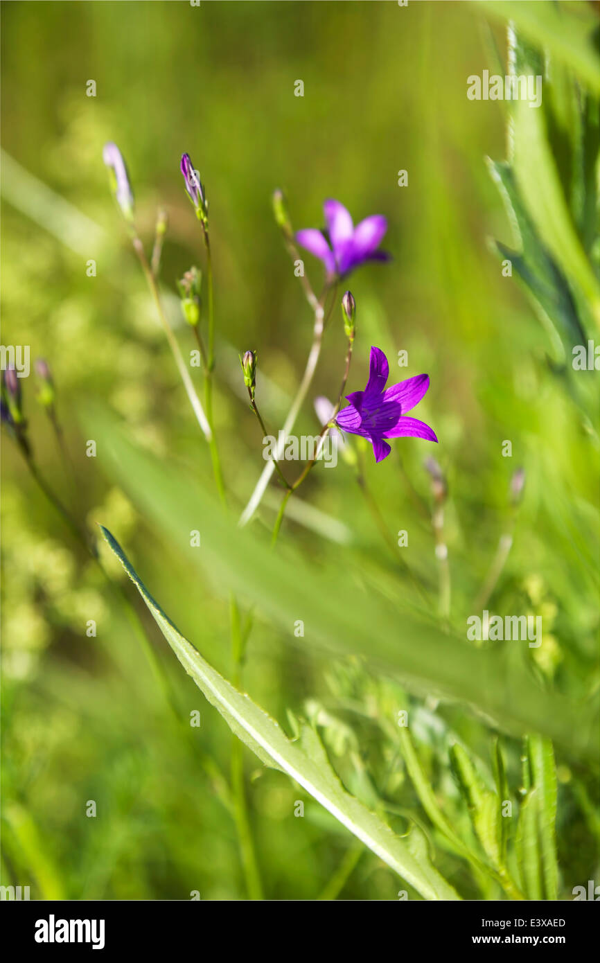 Glockenförmige Blüte blühen im Sommer in Finnland Stockfoto
