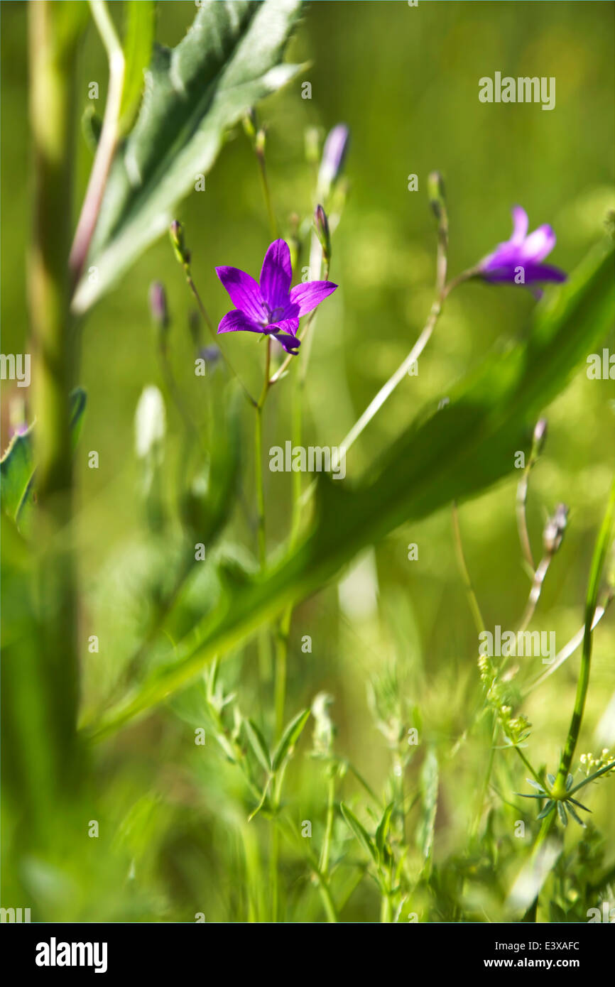Glockenförmige Blüte blühen im Sommer in Finnland Stockfoto