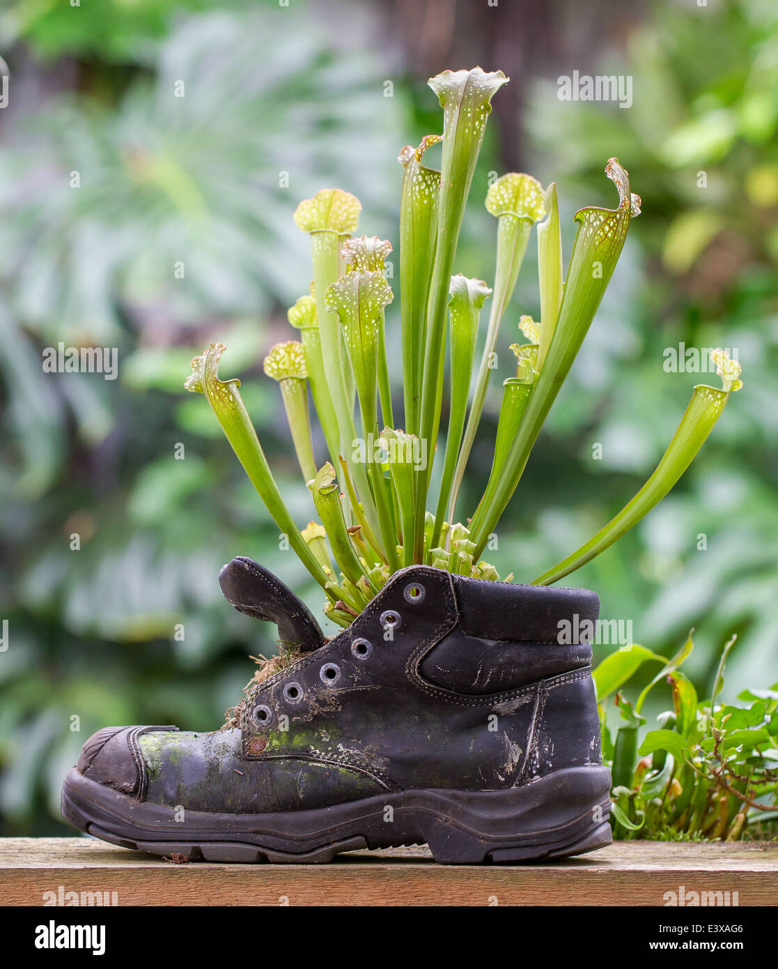 Natur-Kraft, Kannenpflanzen in einen alten Schuh Stockfoto