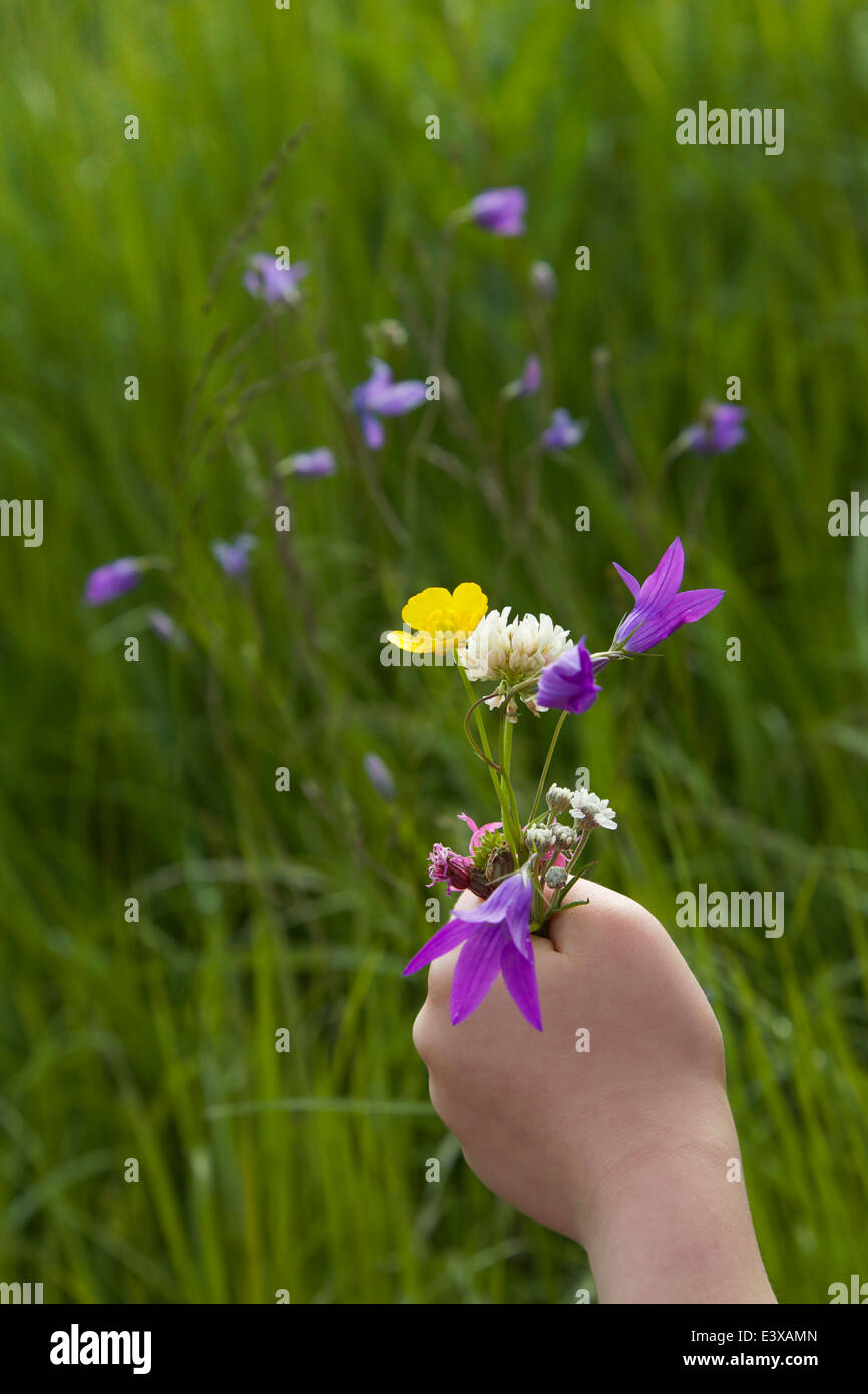 Ein Blumenstrauß in der Hand des Kindes im Sommer in Finnland Sommer Stockfoto