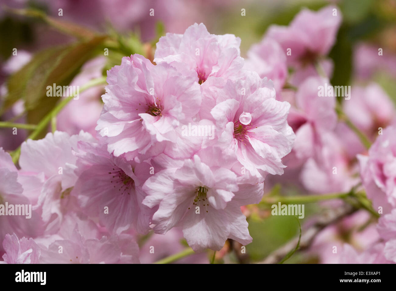 Prunus 'Oshokun' Blüte. Kirschblüte in einem englischen Garten. Stockfoto