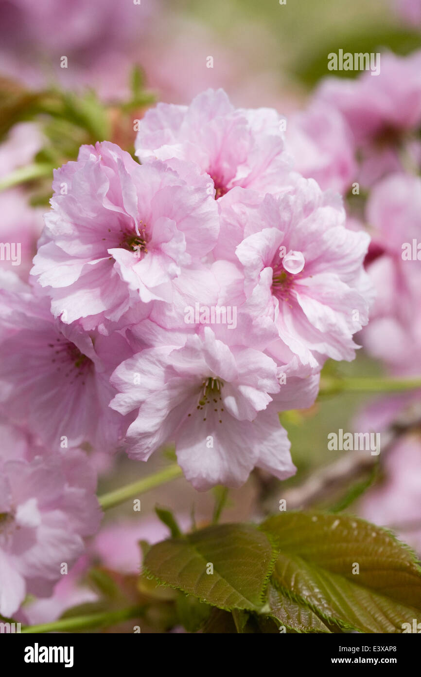 Prunus 'Oshokun' Blüte. Kirschblüte in einem englischen Garten. Stockfoto