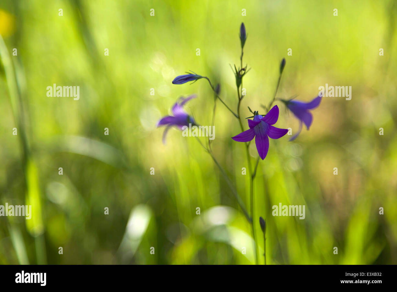 Glockenförmige Blüte blühen im Sommer in Finnland Stockfoto
